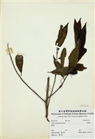 藏品(小葉樹杞)的圖片